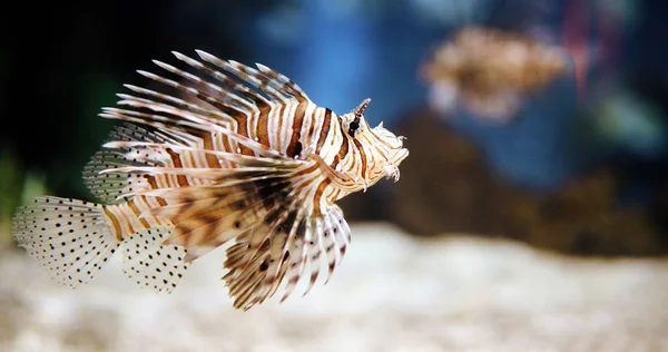 Beautiful venomous lion fish in aquarium — Stock Photo, Image