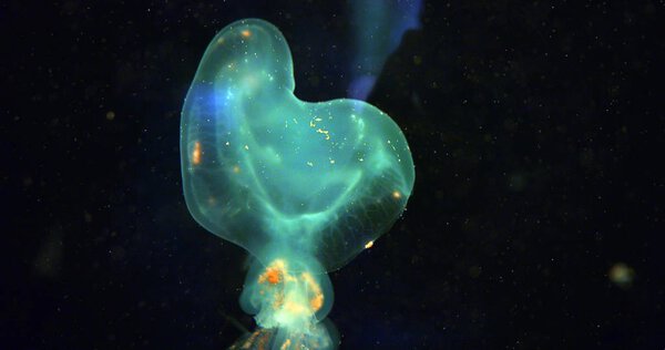  beautiful jellyfish floating in ocean