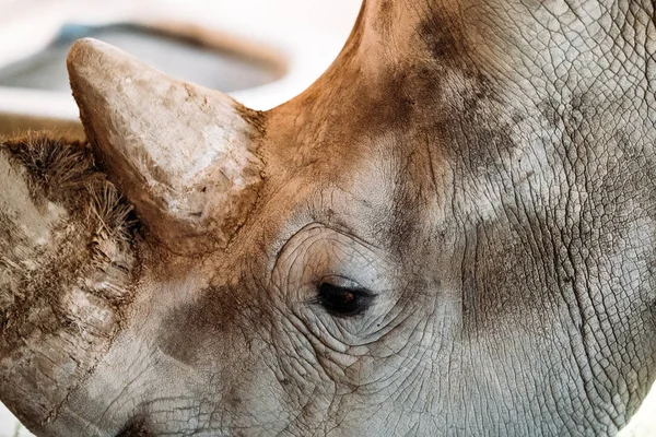 Veta cerrada de cabeza de rinoceronte — Foto de Stock