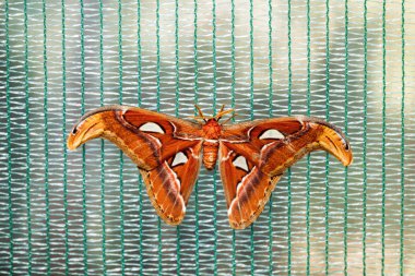 NET güzel renkli kelebek