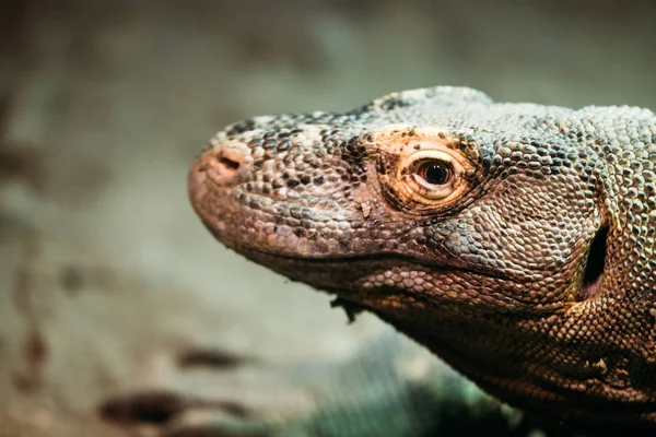 F lizard standing calmly in nature — Stock Photo, Image