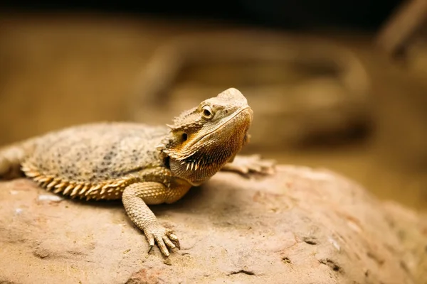 Flat-tailed desert horned lizard — Stock Photo, Image