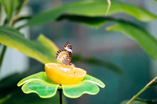 Hermosa mariposa colorida sobre limón — Foto de Stock