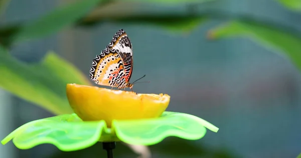 Hermosa mariposa colorida sobre limón — Foto de Stock