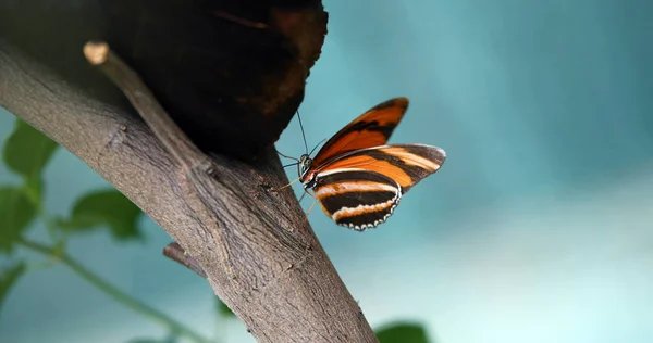 Hermosa mariposa colorida en el árbol — Foto de Stock