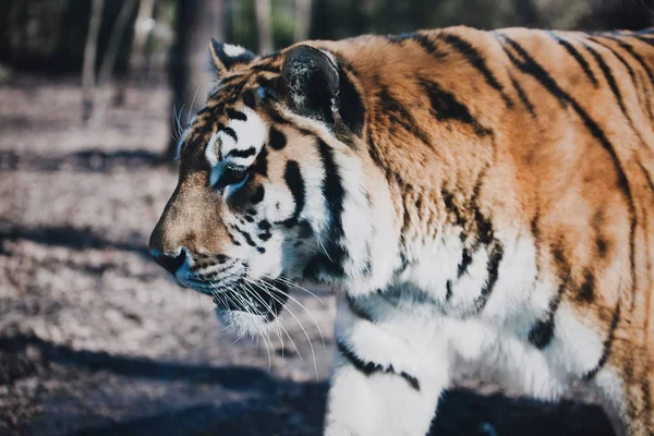 Дикий кошачий тигр — стоковое фото