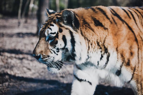 Wild cat tiger walking in wilderness forest