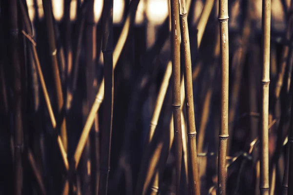 Fond en bambou pendant le coucher du soleil — Photo