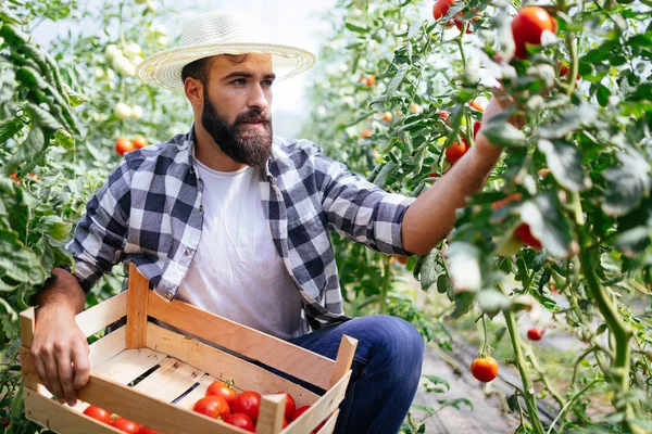 Granjero macho recogiendo tomates frescos —  Fotos de Stock