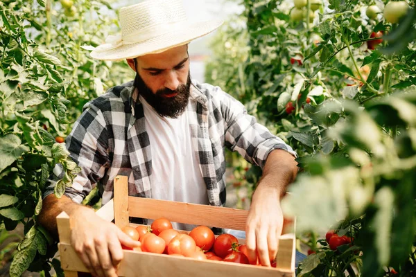 Mężczyzna rolnik zbieranie świeżych pomidorów — Zdjęcie stockowe