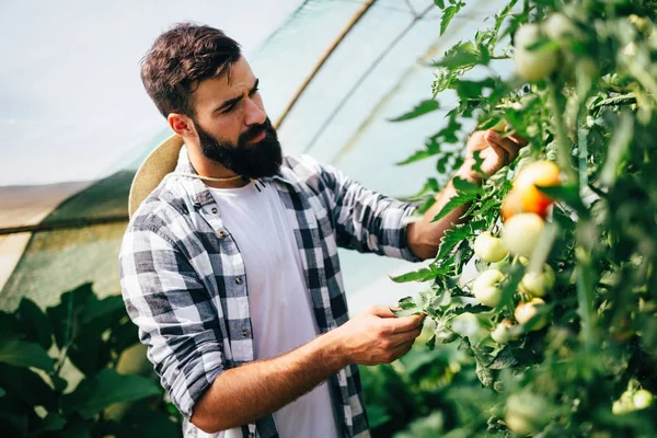 Male farmer picking fresh tomatoes — Stock Photo, Image