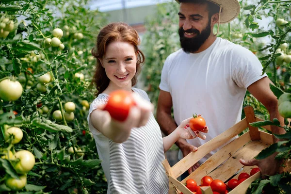 Par av jordbrukare som arbetar i växthus — Stockfoto
