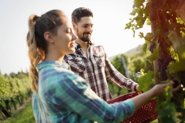 Şarap üreticileri üzüm bağlarında üzüm topluyor.