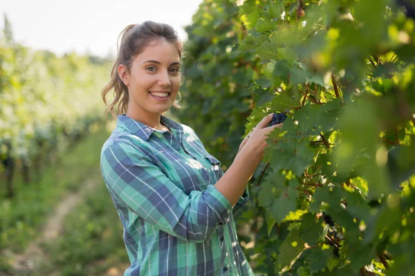 Wanita bahagia di kebun anggur memeriksa anggur — Stok Foto