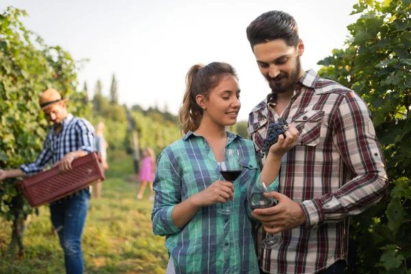 Viticultores cosechando uvas en viñedo — Foto de Stock