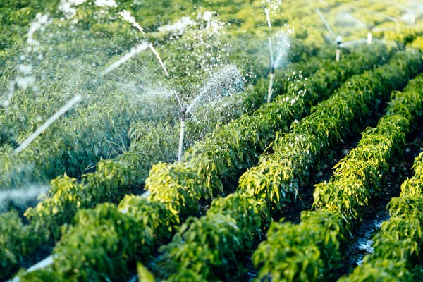 Sistema de irrigação em função de rega — Fotografia de Stock
