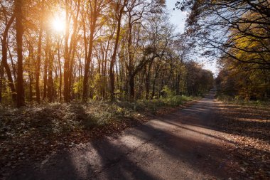 Yol ormanı güneş ışığı, lider resmini
