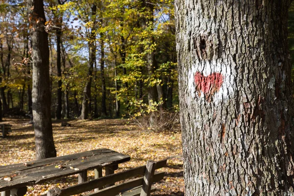 Obraz z czerwonym sercem malowane na drzewo — Zdjęcie stockowe