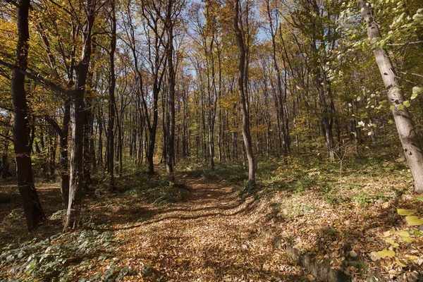 Sendero forestal cubierto de hojas — Foto de Stock