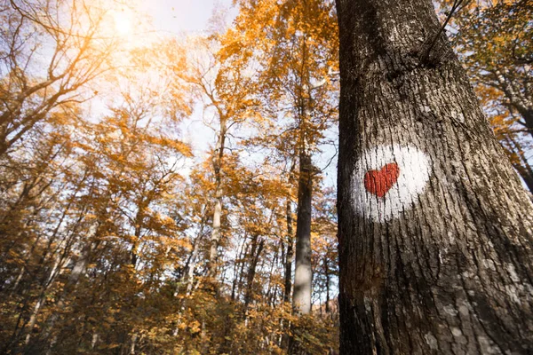 Coração vermelho pintado na árvore — Fotografia de Stock