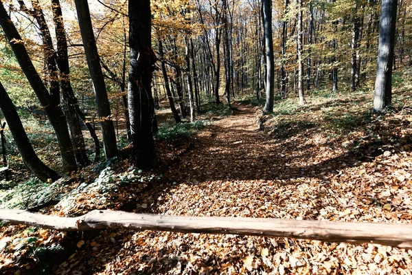 Kolorowe leśną ścieżką w spadku — Zdjęcie stockowe