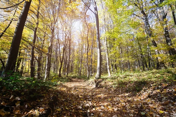 Bunter Waldweg im Herbst — Stockfoto