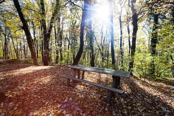 Деревянная старая скамейка в лесу — стоковое фото