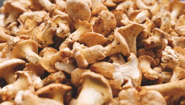  Orman mantar çörek