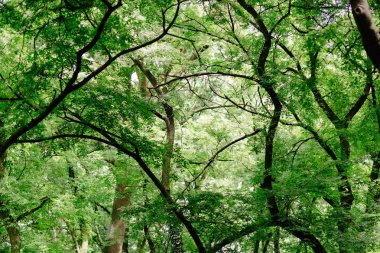 Bahar, güzel yeşil orman