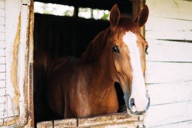 Pencereden bakarak at