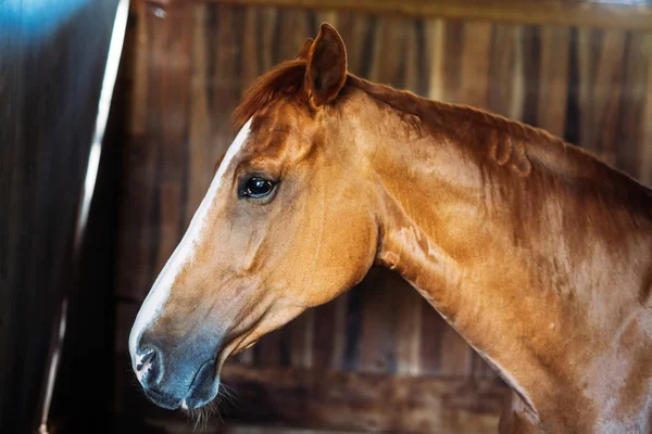 Koňské hlavy stojící ve stáji — Stock fotografie
