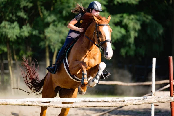 ハードルを飛び越えてください馬を騎手します。 — ストック写真
