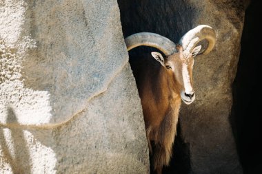 Dağ carpicorn portresi 