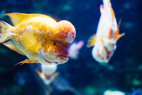Portrait of flowerhead cichild fish — Stock Photo, Image