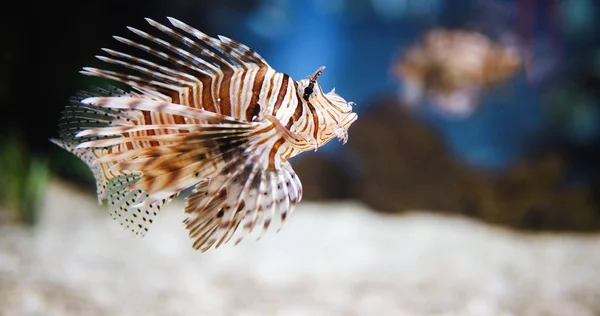 Jedovatý Lev ryby v akváriu — Stock fotografie
