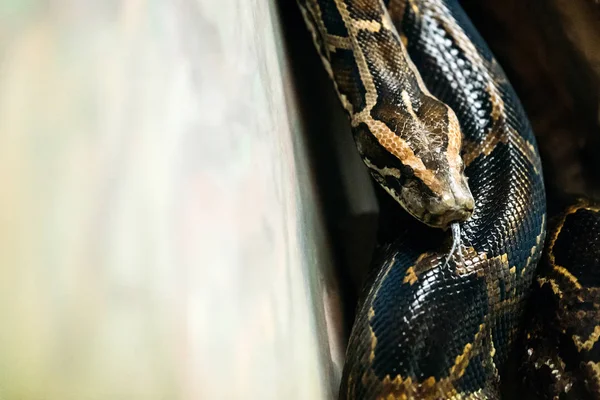 Peligroso crecido python —  Fotos de Stock