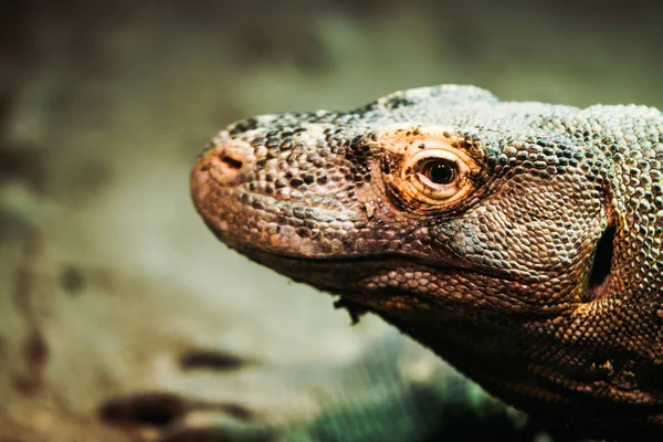 Lagarto de pé calmamente na natureza — Fotografia de Stock