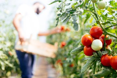 Erkek çiftçi malzeme çekme taze domates