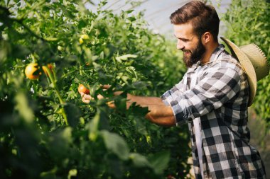 Erkek çiftçi malzeme çekme taze domates