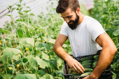 yakışıklı bir çiftçi malzeme çekme taze salatalık