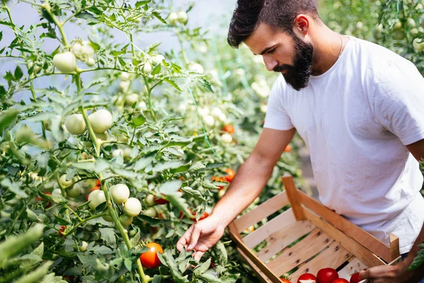 Mężczyzna rolnik zbieranie świeżych pomidorów — Zdjęcie stockowe