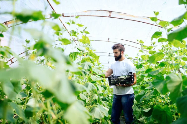 yakışıklı bir çiftçi malzeme çekme taze salatalık