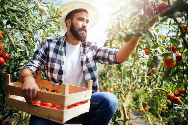 Agricultor masculino colhendo tomates frescos — Fotografia de Stock