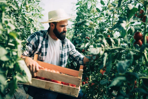 Γεωργός αρσενικό picking φρέσκες ντομάτες — Φωτογραφία Αρχείου