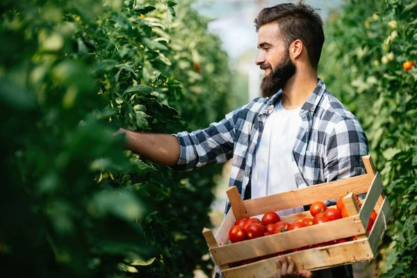 Granjero macho recogiendo tomates frescos — Foto de Stock