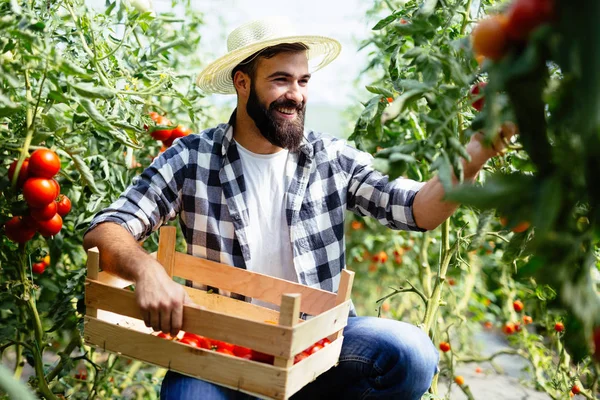 Мужчина собирает свежие помидоры — стоковое фото