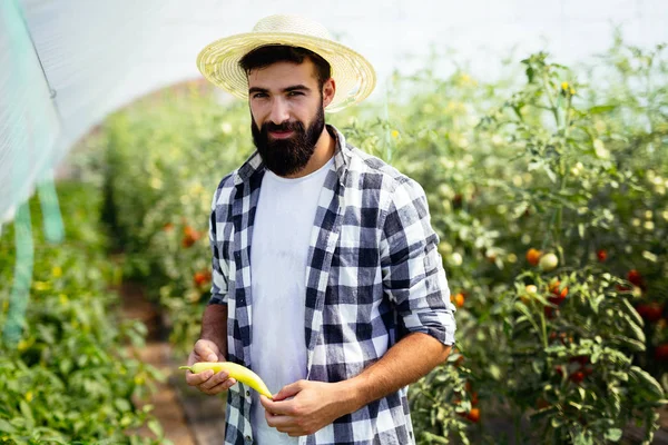 Agricultor caucásico recogiendo pimentón — Foto de Stock