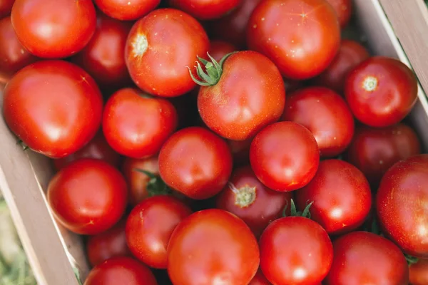 많은 토마토의 그림 — 스톡 사진