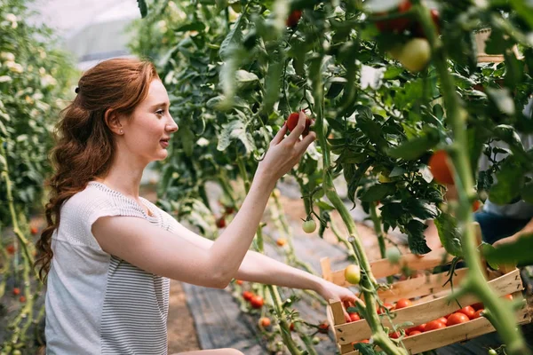 Female farmer working in his greenhouse — Stock Photo, Image