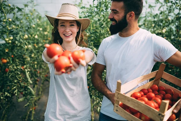 Pareja de agricultores que trabajan en invernadero — Foto de Stock